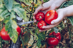 Agriculture & Food press review picture