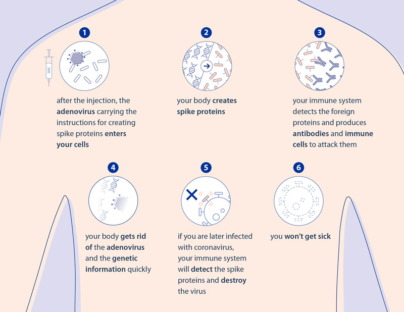 Infographic - Viral vector vaccines against COVID-19: how they work